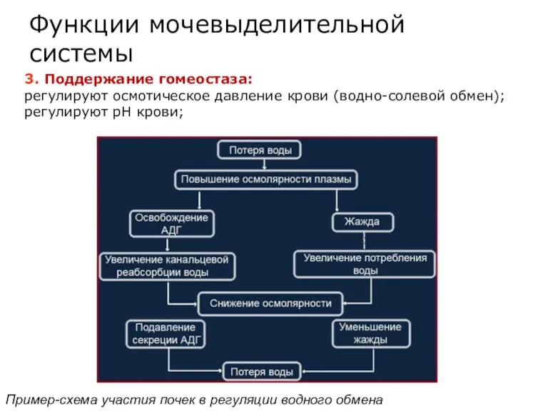 3. Поддержание гомеостаза: регулируют осмотическое давление крови (водно-солевой обмен); регулируют