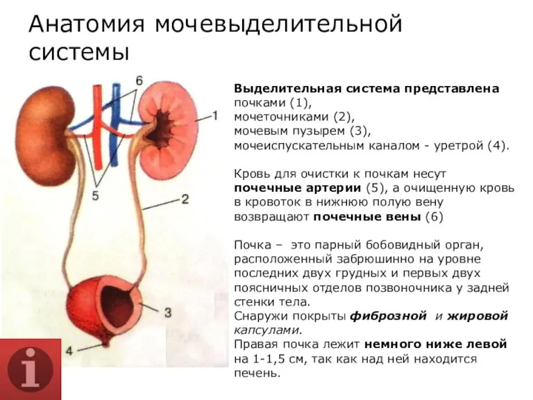 Выделительная система представлена почками (1), мочеточниками (2), мочевым пузырем (3),