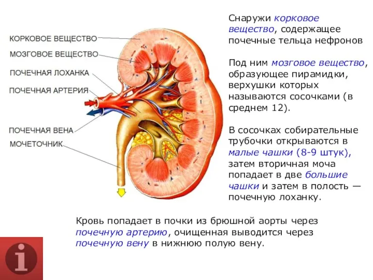 Снаружи корковое вещество, содержащее почечные тельца нефронов Под ним мозговое вещество, образующее пирамидки,