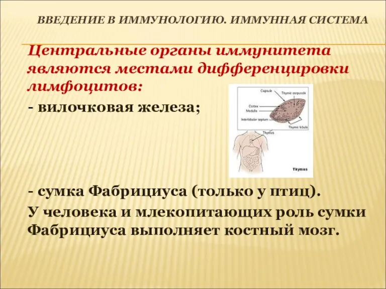 ВВЕДЕНИЕ В ИММУНОЛОГИЮ. ИММУННАЯ СИСТЕМА Центральные органы иммунитета являются местами