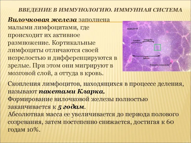 ВВЕДЕНИЕ В ИММУНОЛОГИЮ. ИММУННАЯ СИСТЕМА Вилочковая железа заполнена малыми лимфоцитами,