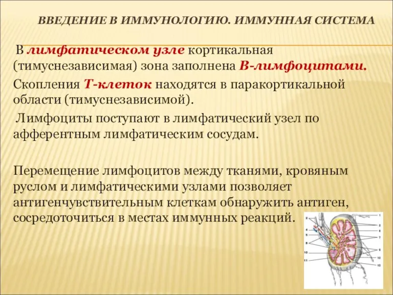 ВВЕДЕНИЕ В ИММУНОЛОГИЮ. ИММУННАЯ СИСТЕМА В лимфатическом узле кортикальная (тимуснезависимая)