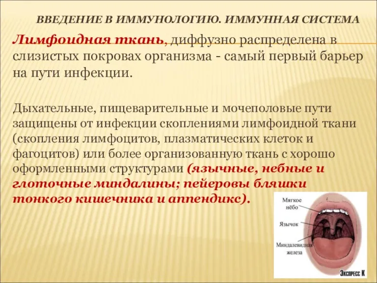 ВВЕДЕНИЕ В ИММУНОЛОГИЮ. ИММУННАЯ СИСТЕМА Лимфоидная ткань, диффузно распределена в