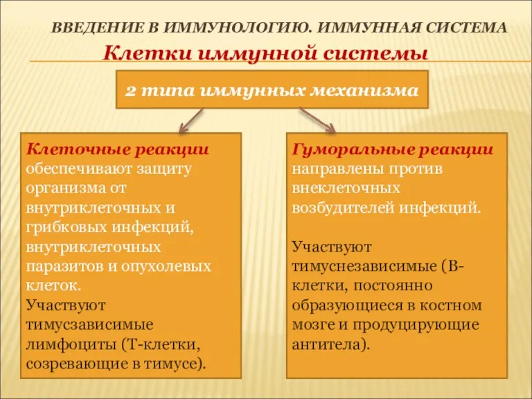 ВВЕДЕНИЕ В ИММУНОЛОГИЮ. ИММУННАЯ СИСТЕМА Клетки иммунной системы 2 типа