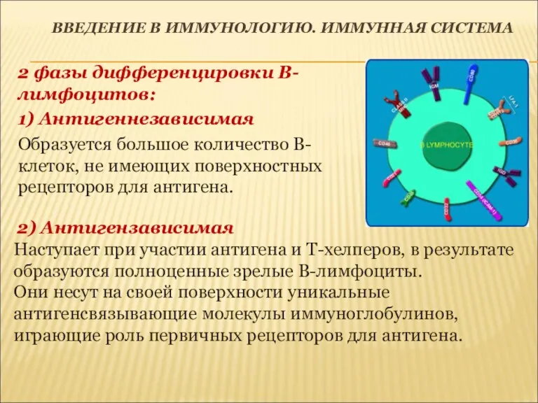 ВВЕДЕНИЕ В ИММУНОЛОГИЮ. ИММУННАЯ СИСТЕМА 2 фазы дифференцировки В-лимфоцитов: 1)