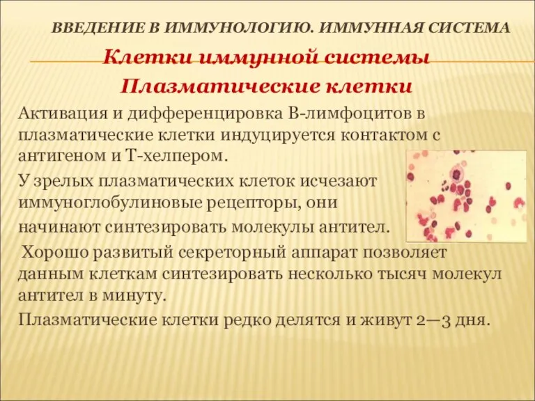 ВВЕДЕНИЕ В ИММУНОЛОГИЮ. ИММУННАЯ СИСТЕМА Клетки иммунной системы Плазматические клетки