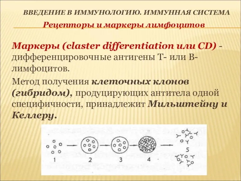 ВВЕДЕНИЕ В ИММУНОЛОГИЮ. ИММУННАЯ СИСТЕМА Рецепторы и маркеры лимфоцитов Маркеры