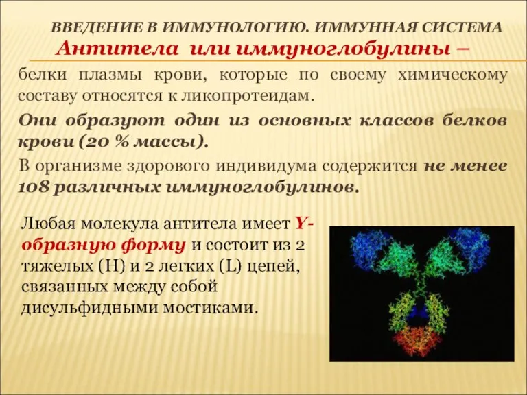 ВВЕДЕНИЕ В ИММУНОЛОГИЮ. ИММУННАЯ СИСТЕМА Антитела или иммуноглобулины – белки