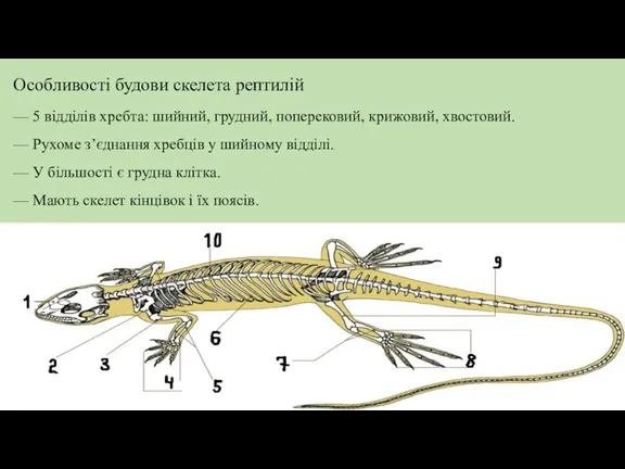 Особливості будови скелета рептилій — 5 відділів хребта: шийний, грудний,