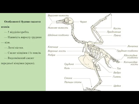 Особливості будови скелета птахів — 5 відділів хребта. — Наявність