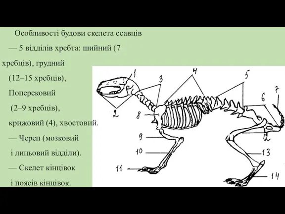 Особливості будови скелета ссавців — 5 відділів хребта: шийний (7
