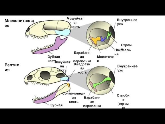 Внутреннее ухо Внутреннее ухо Зубная кость Зубная кость Млекопитающее Рептилия Барабанная перепонка Барабанная