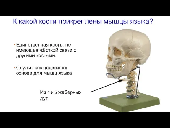 К какой кости прикреплены мышцы языка? Единственная кость, не имеющая жёсткой связи с