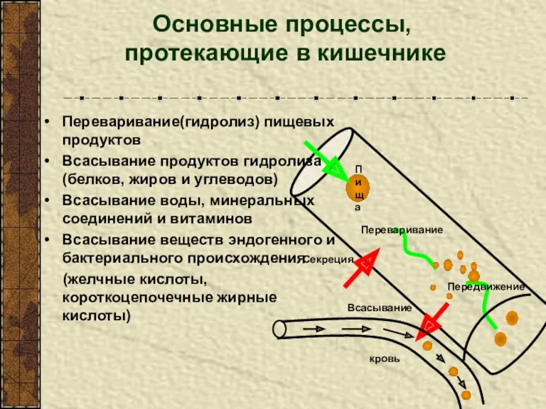 Пища Секреция Переваривание Всасывание кровь Передвижение Переваривание(гидролиз) пищевых продуктов Всасывание