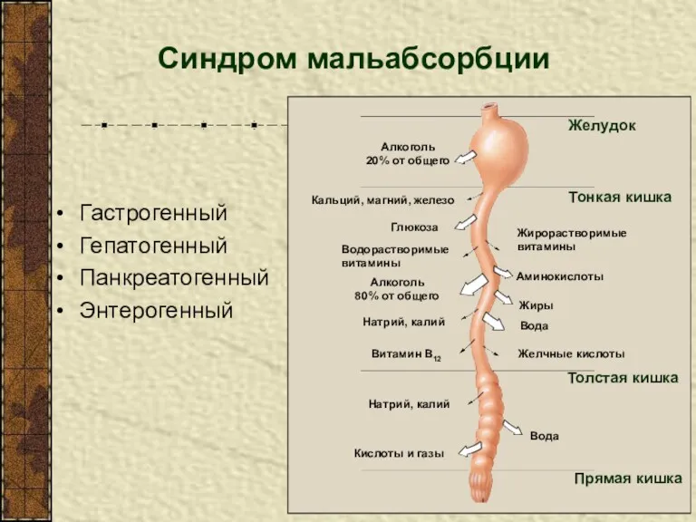Синдром мальабсорбции Гастрогенный Гепатогенный Панкреатогенный Энтерогенный Алкоголь 20% от общего