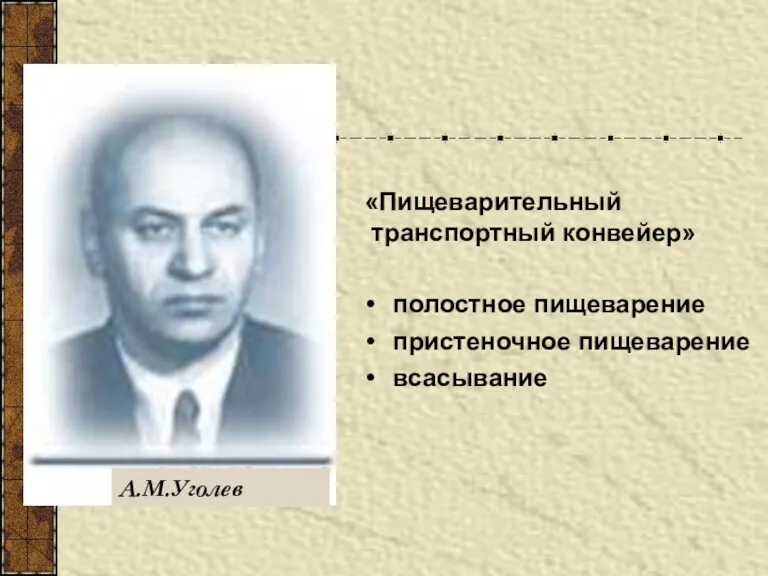 полостное пищеварение пристеночное пищеварение всасывание А.М.Уголев «Пищеварительный транспортный конвейер»