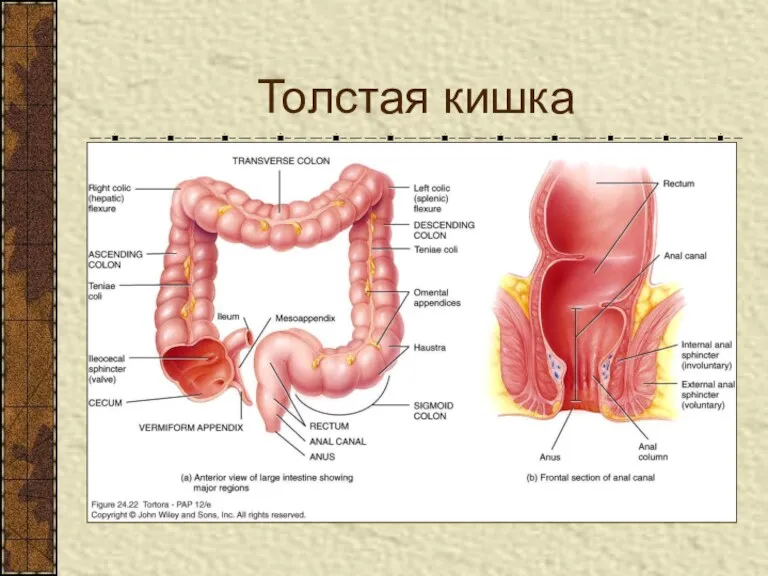 Толстая кишка