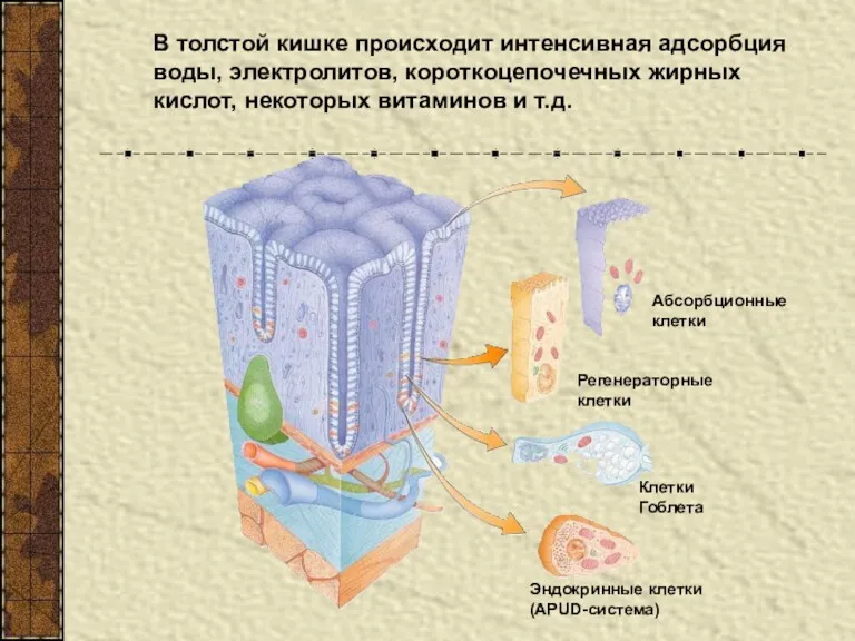 В толстой кишке происходит интенсивная адсорбция воды, электролитов, короткоцепочечных жирных