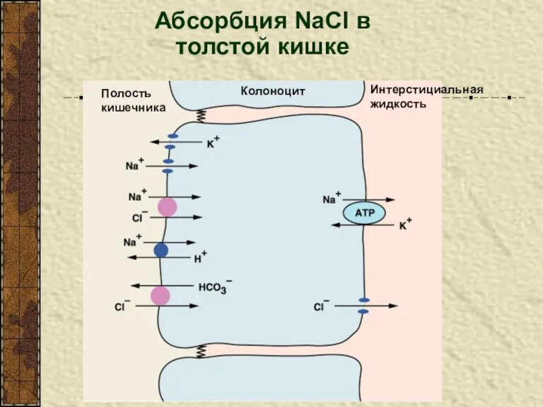 Абсорбция NaCl в толстой кишке Колоноцит Интерстициальная жидкость Полость кишечника