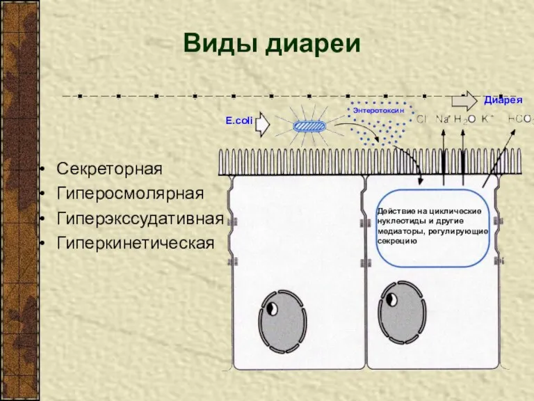 Виды диареи Секреторная Гиперосмолярная Гиперэкссудативная Гиперкинетическая Энтеротоксин E.coli Диарея Действие