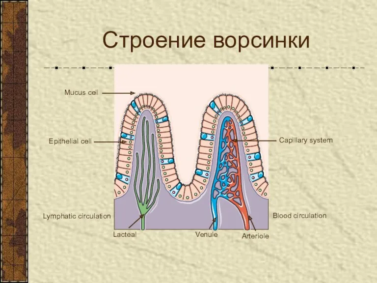 Строение ворсинки Arteriole Venule Mucus cell Epithelial cell Lacteal Blood circulation Lymphatic circulation Capillary system