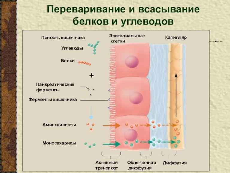 Переваривание и всасывание белков и углеводов Эпителиальные клетки Полость кишечника