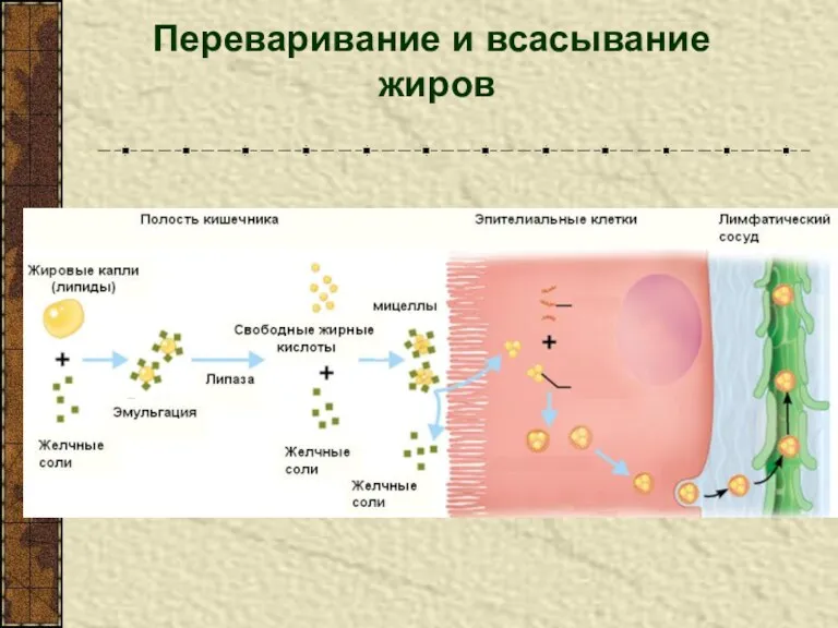 Переваривание и всасывание жиров