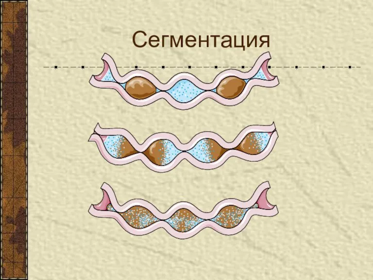 Сегментация