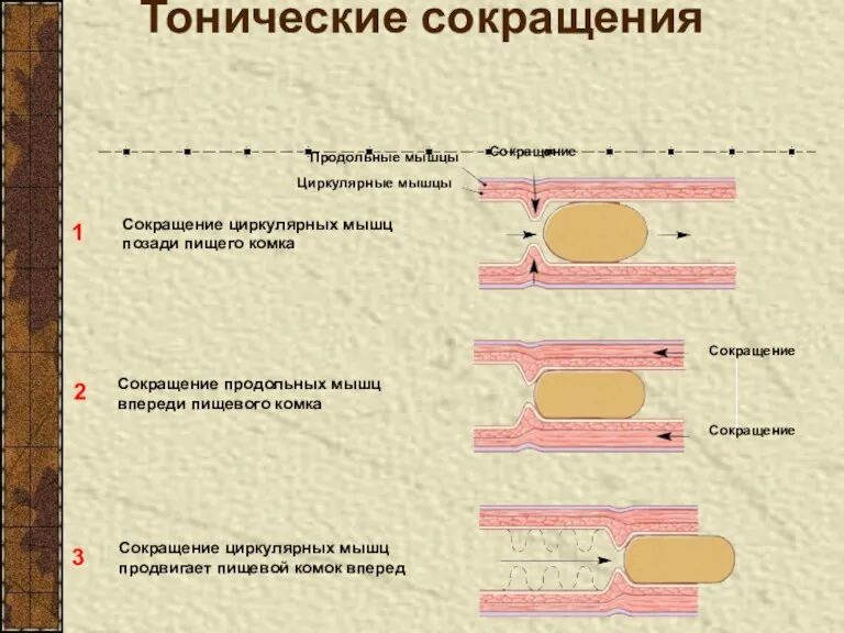 Тонические сокращения Сокращение Сокращение Сокращение Продольные мышцы Циркулярные мышцы 1