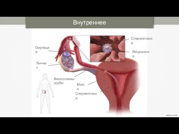 Внутреннее оплодотворение Blausen.com staff Сперматозоид Яйцеклетка Сперматозоид Матка Фаллопиевы трубы Овуляция Яичник