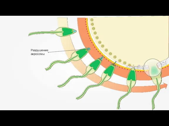 Разрушение акросомы