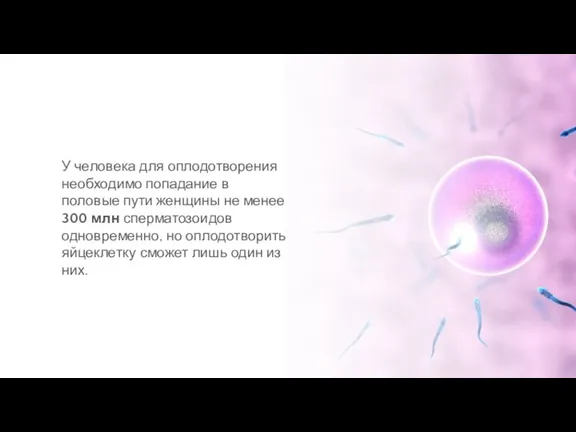 У человека для оплодотворения необходимо попадание в половые пути женщины