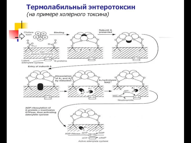 Термолабильный энтеротоксин (на примере холерного токсина)