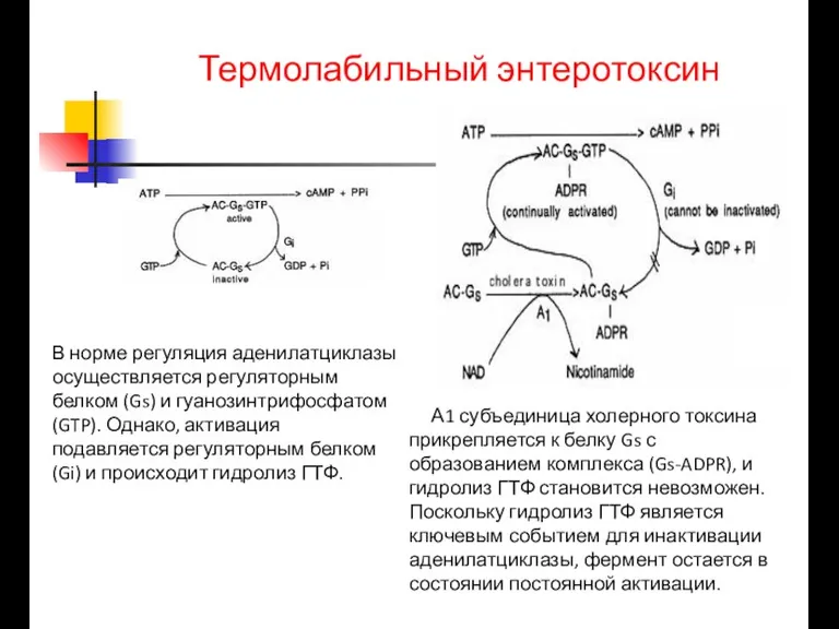 Термолабильный энтеротоксин В норме регуляция аденилатциклазы осуществляется регуляторным белком (Gs) и гуанозинтрифосфатом(GTP). Однако,