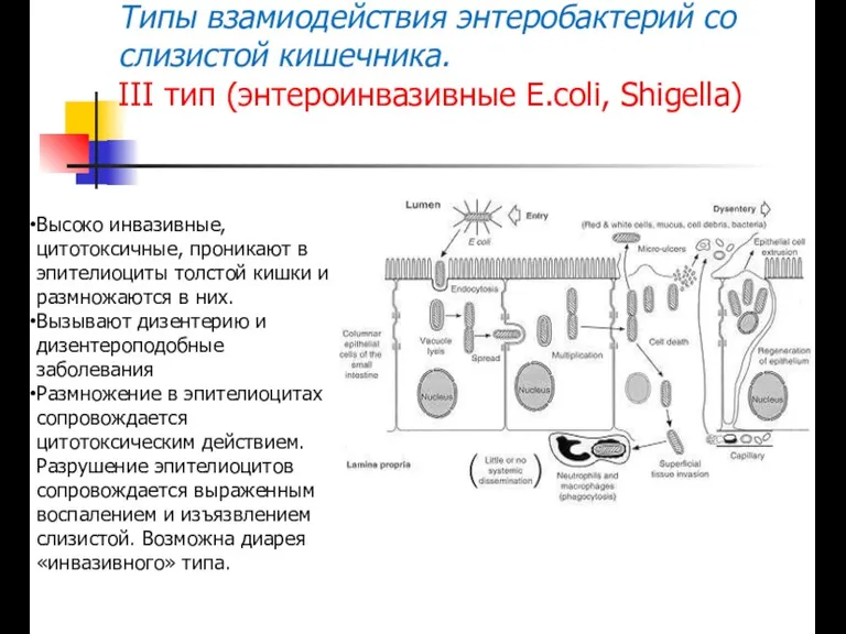 Типы взамиодействия энтеробактерий со слизистой кишечника. III тип (энтероинвазивные E.coli,