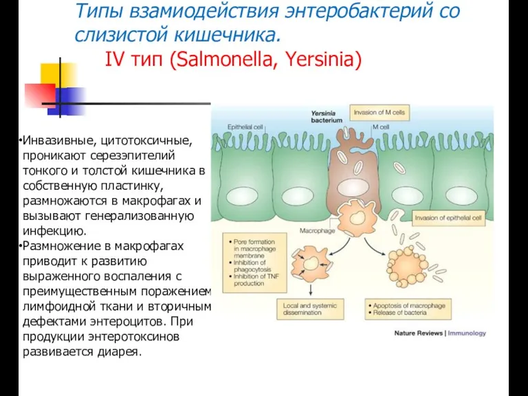 Типы взамиодействия энтеробактерий со слизистой кишечника. IV тип (Salmonella, Yersinia)