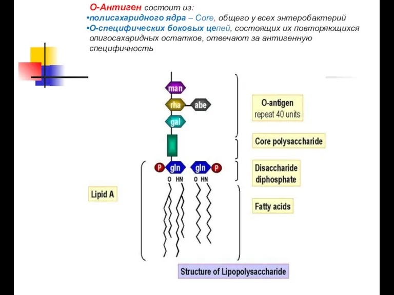 О-Антиген состоит из: полисахаридного ядра – Core, общего у всех энтеробактерий О-специфических боковых