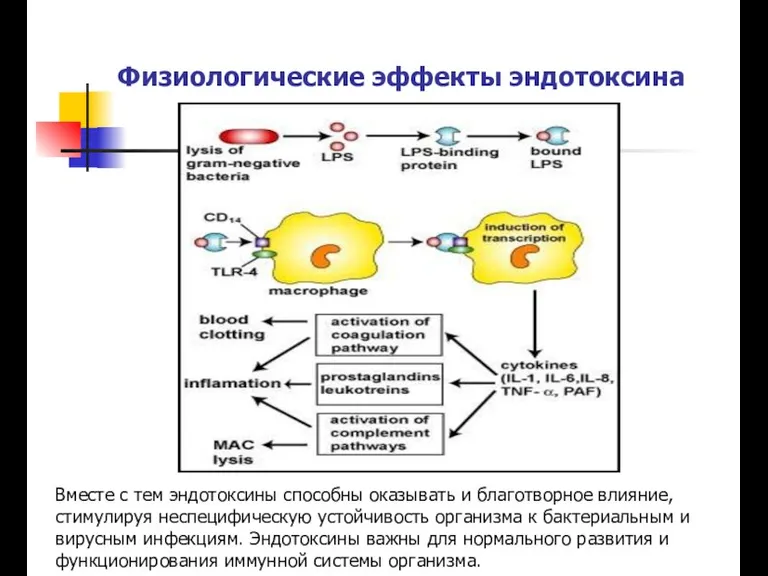 Физиологические эффекты эндотоксина Вместе с тем эндотоксины способны оказывать и