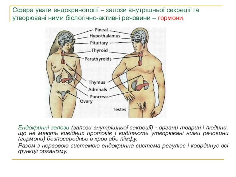 Сфера уваги ендокринології – залози внутрішньої секреції та утворювані ними