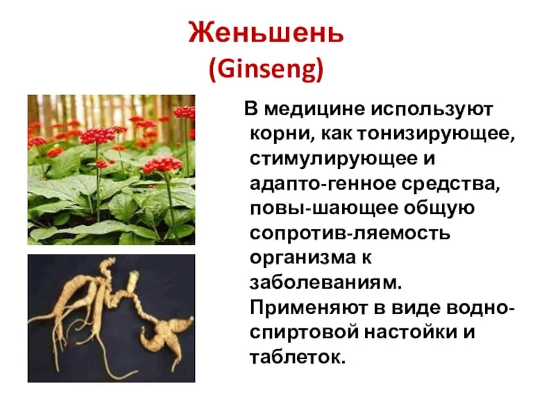 Женьшень (Ginseng) В медицине используют корни, как тонизирующее, стимулирующее и