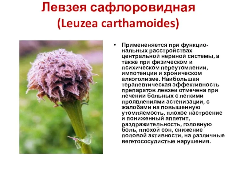Левзея сафлоровидная (Leuzea carthamoides) Примененяется при функцио-нальных расстройствах центральной нервной