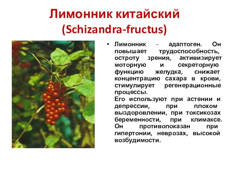 Лимонник китайский (Schizandra-fructus) Лимонник - адаптоген. Он повышает трудоспособность, остроту