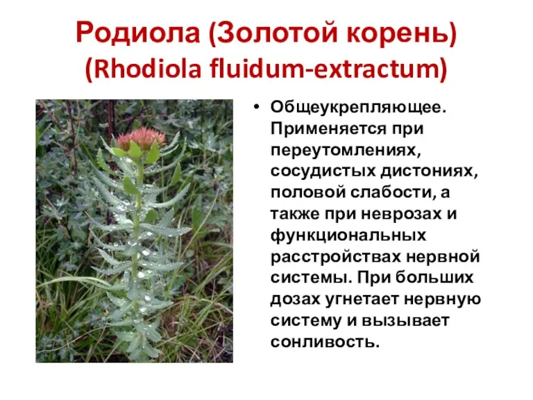 Родиола (Золотой корень) (Rhodiola fluidum-extractum) Общеукрепляющее. Применяется при переутомлениях, сосудистых