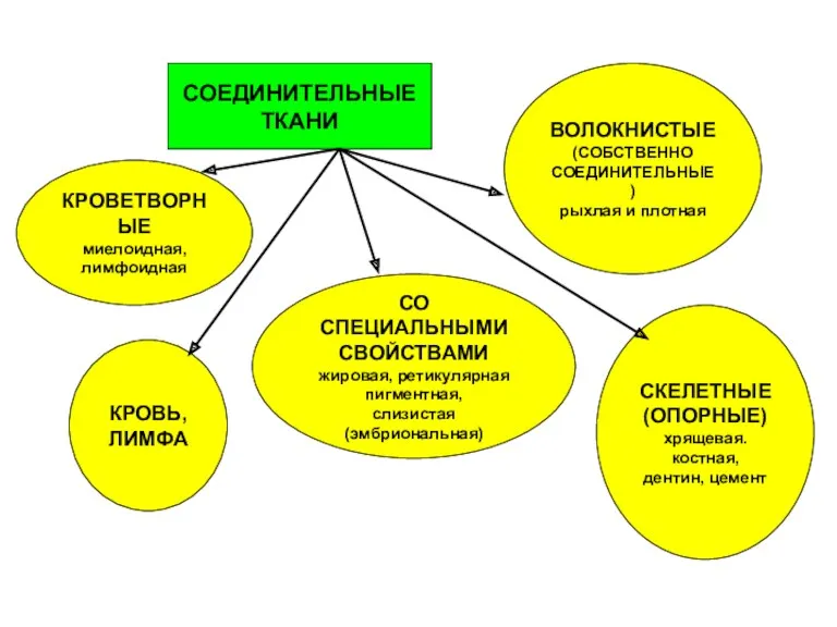 СОЕДИНИТЕЛЬНЫЕ ТКАНИ КРОВЬ, ЛИМФА КРОВЕТВОРНЫЕ миелоидная, лимфоидная ВОЛОКНИСТЫЕ (СОБСТВЕННО СОЕДИНИТЕЛЬНЫЕ)