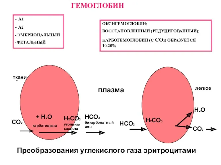 CО2 карбогидраза Н2СО3 угольная кислота НСО3 бикарбонатный ион + Н2О