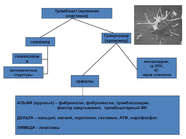 Тромбоцит (кровяная пластинка) гиалоплазма Цитоскелетные структуры Грануломер (хромомер) митохондрии, гр.ЭПС,