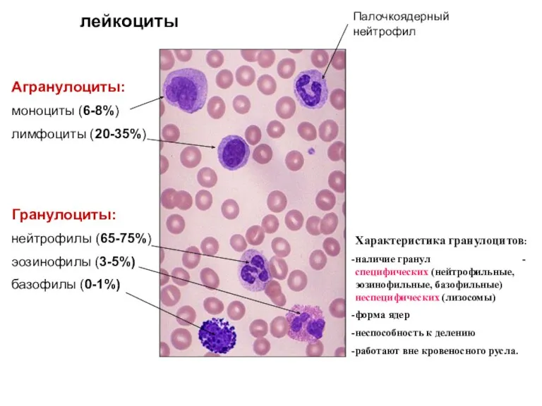 лейкоциты Агранулоциты: моноциты (6-8%) лимфоциты (20-35%) Гранулоциты: нейтрофилы (65-75%) эозинофилы