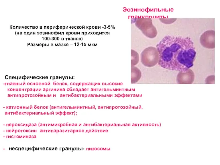 Эозинофильные гранулоциты Количество в периферической крови -3-5% (на один эозинофил