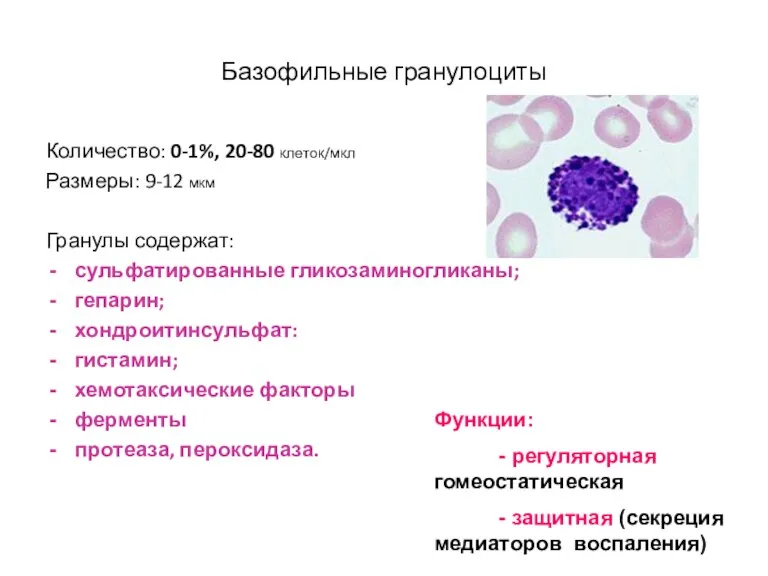 Базофильные гранулоциты Количество: 0-1%, 20-80 клеток/мкл Размеры: 9-12 мкм Гранулы