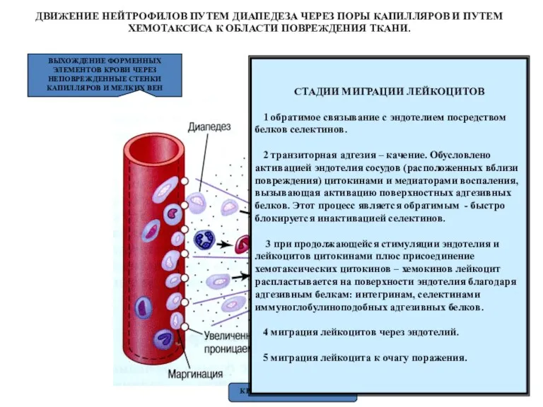 ДВИЖЕНИЕ НЕЙТРОФИЛОВ ПУТЕМ ДИАПЕДЕЗА ЧЕРЕЗ ПОРЫ КАПИЛЛЯРОВ И ПУТЕМ ХЕМОТАКСИСА